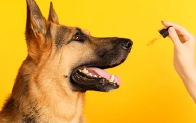 cbd para mascotas