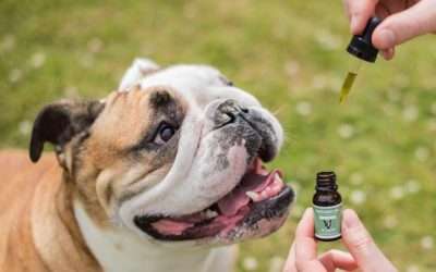 beneficios cbd para mascotas